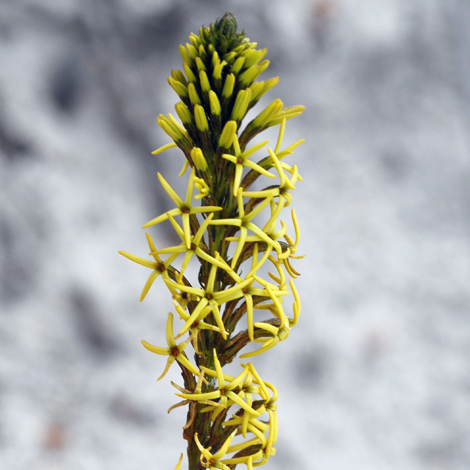 Triptococcus brunonis close