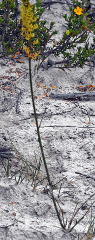 Triptococcus brunonis whole