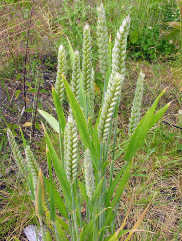 Triticum aestivum