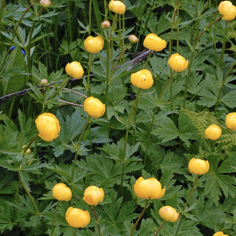 Trollius europaeus