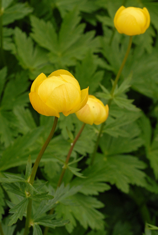 Trollius europaeus close