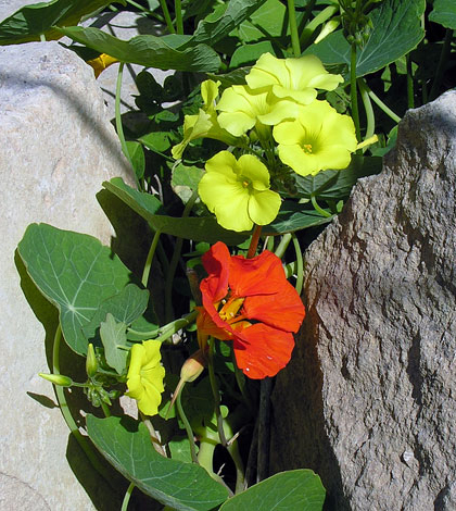 Tropaeolum majus red