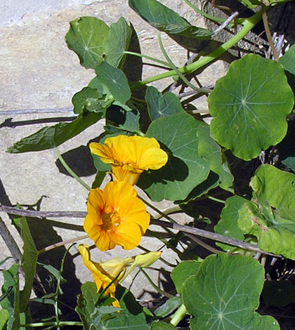 Tropaeolum majus orange