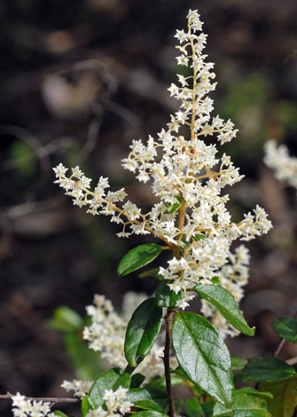 Trymalium odoratissimum close