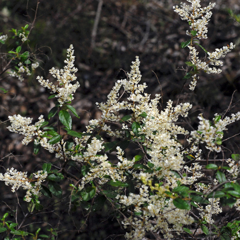 Trymalium odoratissimum whole