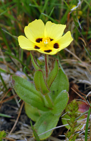 Tuberaria guttata close