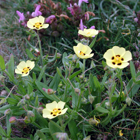 Tuberaria guttata whole