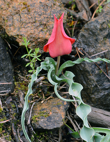 Tulipa armena var lycica whole