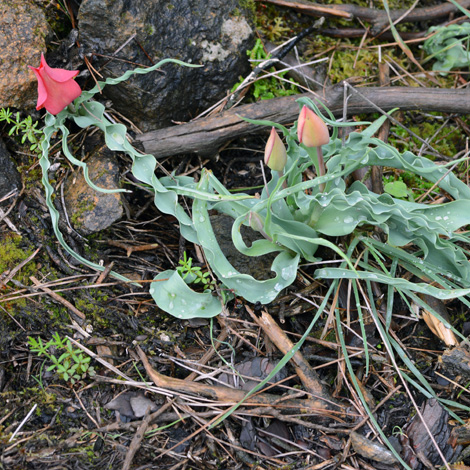 Tulipa armena var lycica whole