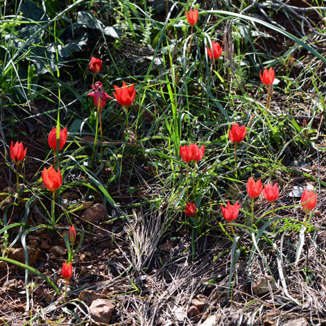 Tulipa orphanidea group