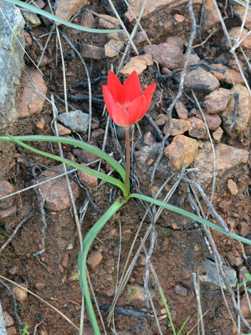 Tulipa orphanidea whole