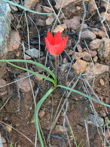 Tulipa orphanidea whole