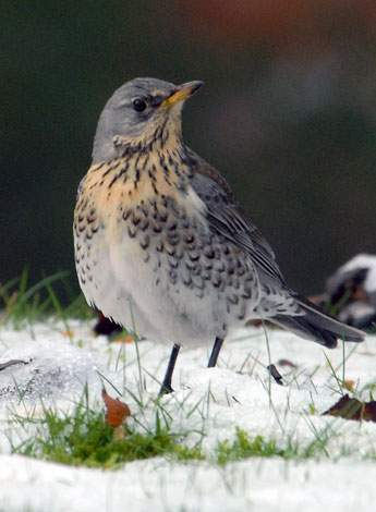 Turdus pilaris alone
