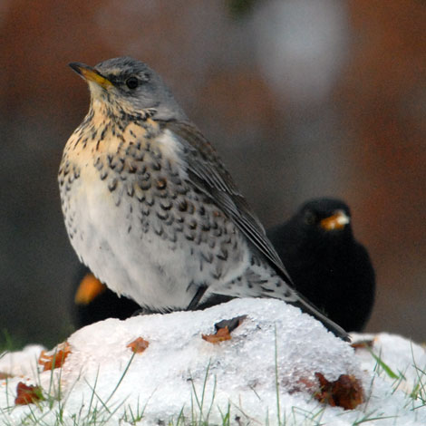 Turdus pilaris with birds