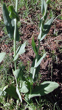 Arabis glabra leaves