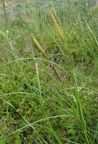 Typha angustifolia whole