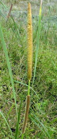 Typha angustifolia close