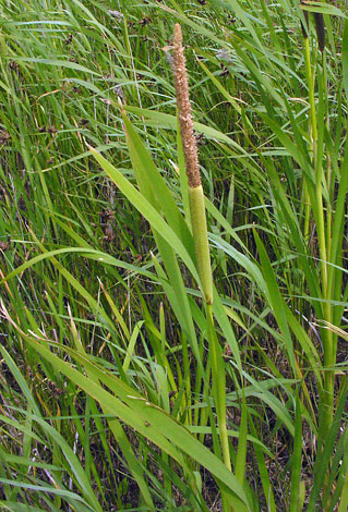 Typha latifolia close