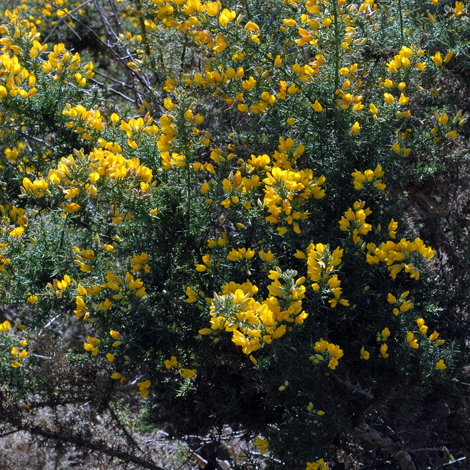 Ulex europaeus whole