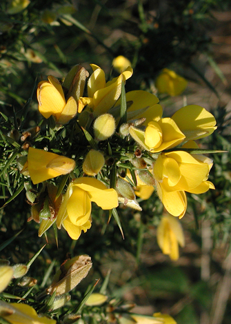 Ulex europaeus close