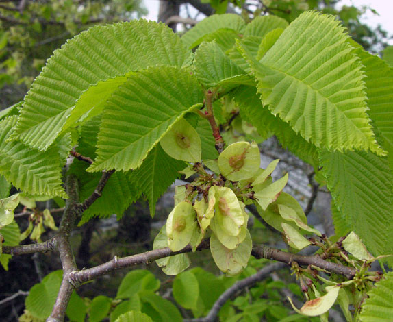 Ulmus glabra