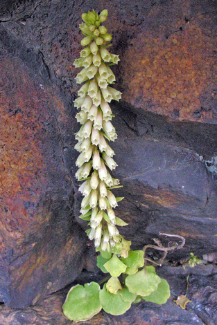 Umbilicus rupestris flower