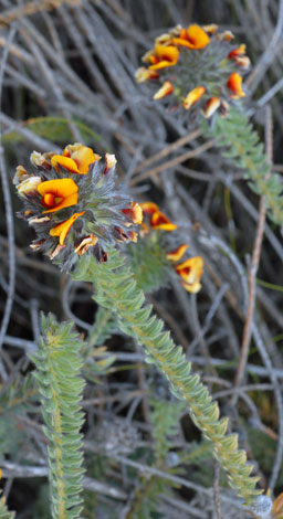 Urodon dasyphyllus whole