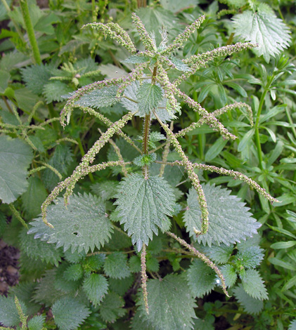 Urtica membranacea (Gozo)