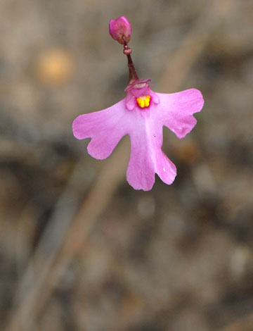 Utricularia multifida close