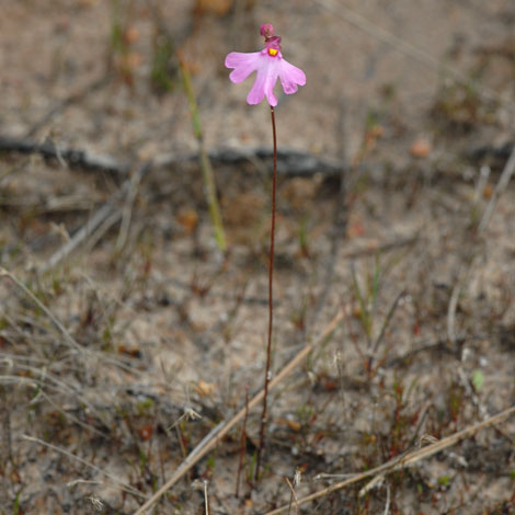 Utricularia multifida whole