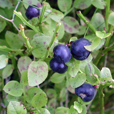 Vaccinium myrtillus fruit