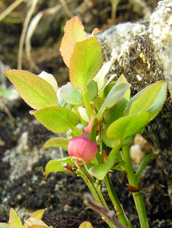 Vaccinium myrtillus flowers