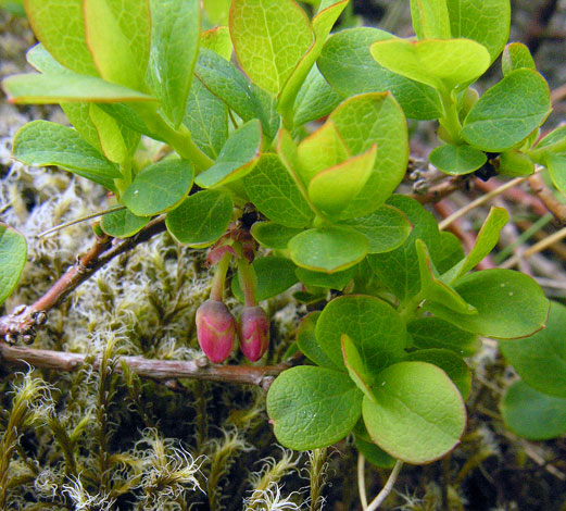 Vaccinium uliginosum