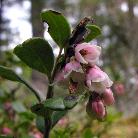 Vaccinium vitis-idaea