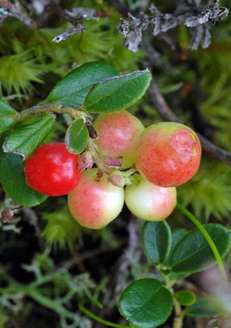 Vaccinium vitis-idaea close