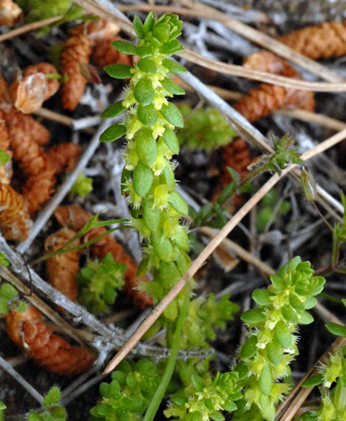 Valantia hispida close