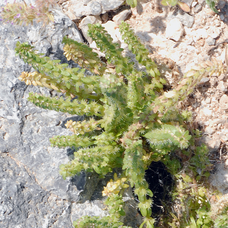 Valantia hispida whole