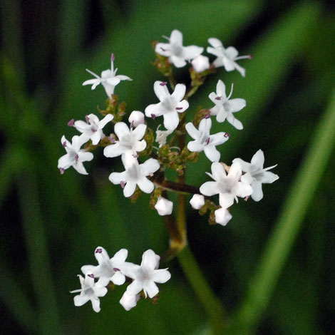 Valerianella dioica close