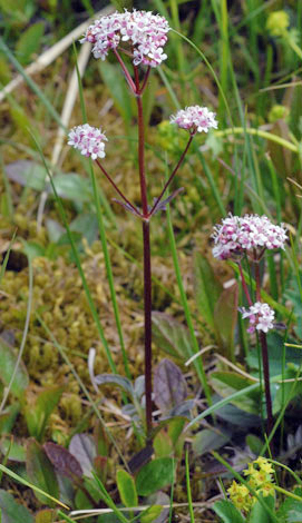 Valerianella dioica whole