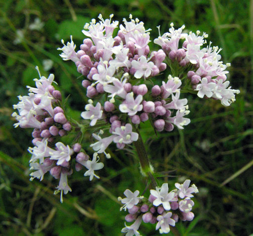 valeriana officinalis