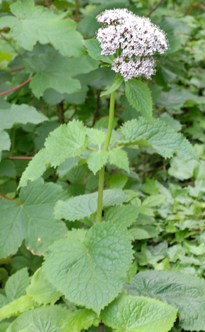 Valeriana pyrenaica whole