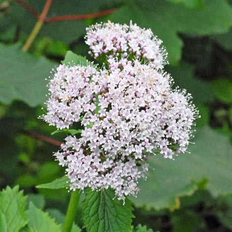 Valeriana pyrenaica close