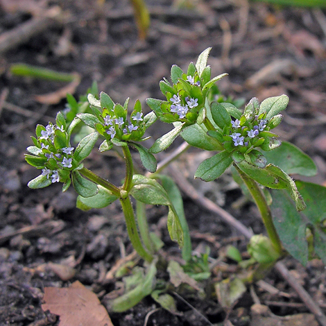 Valerianella carinata whole
