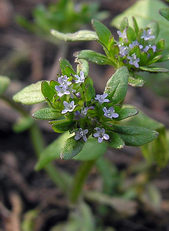 Valerianella carinata close