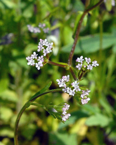 Valerianella dentata close