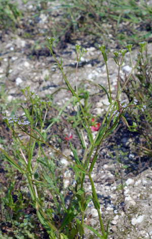 Valerianella dentata whole