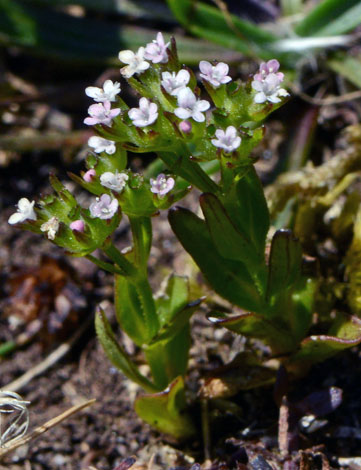 Valerianella eriocarpa close