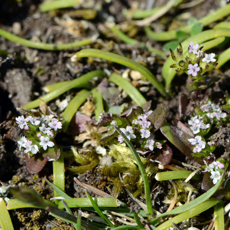 Valerianella eriocarpa whole
