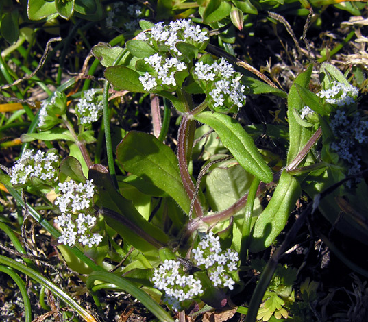 Valerianella locusta