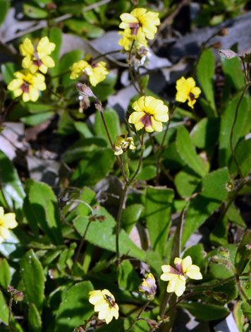 Velleia trinervis close